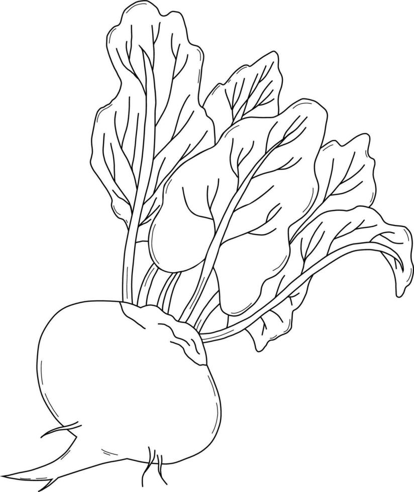 Turnip images vegetable