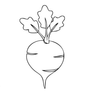 Turnip picture drawing