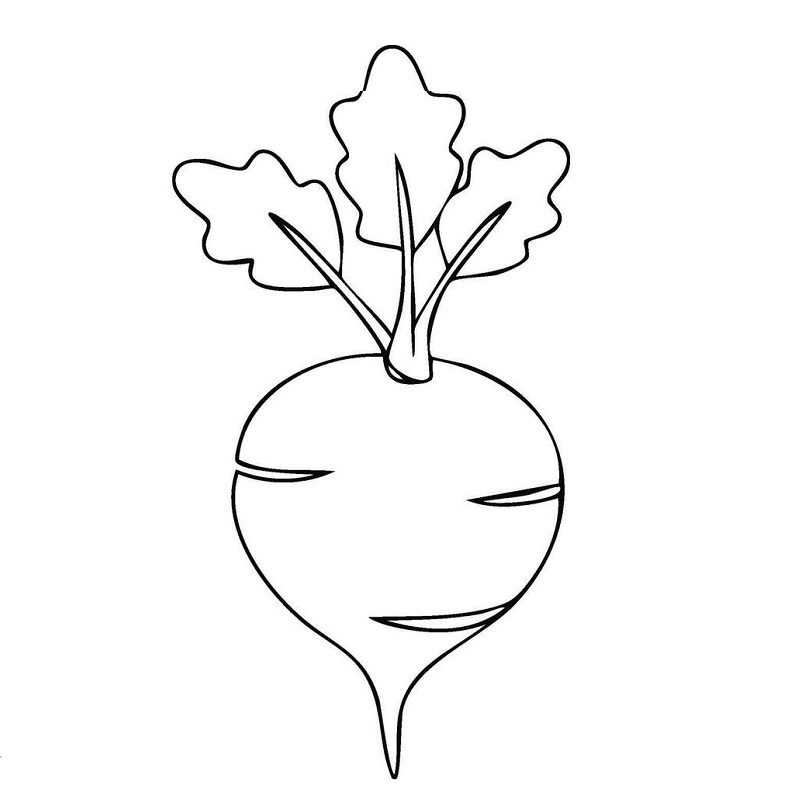 Turnip picture drawing