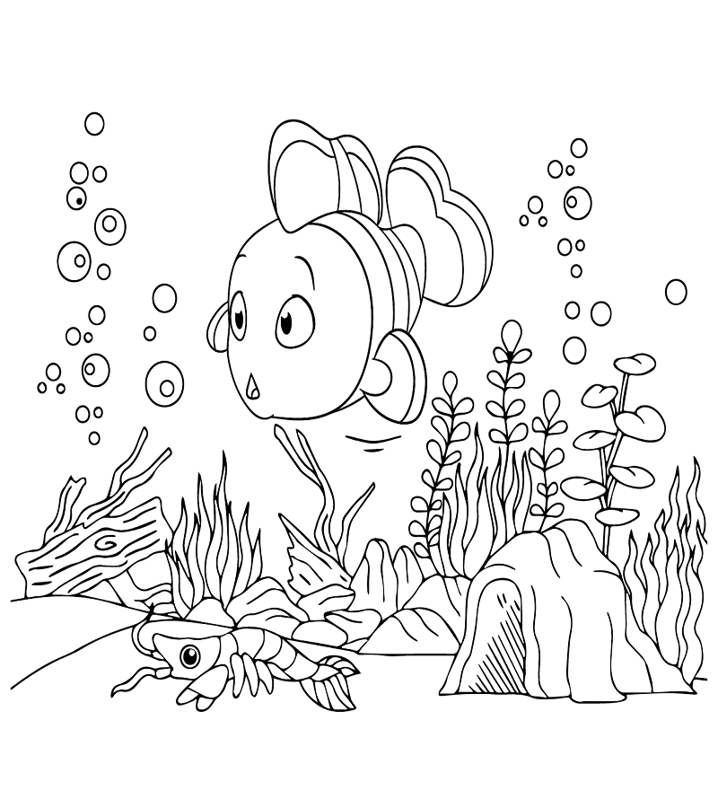 Adorable Clownfish