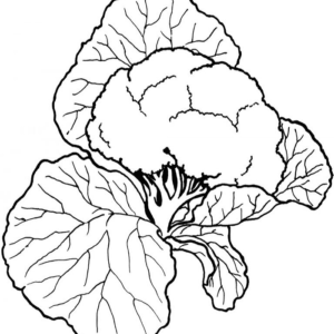 Cauliflower Vegetable