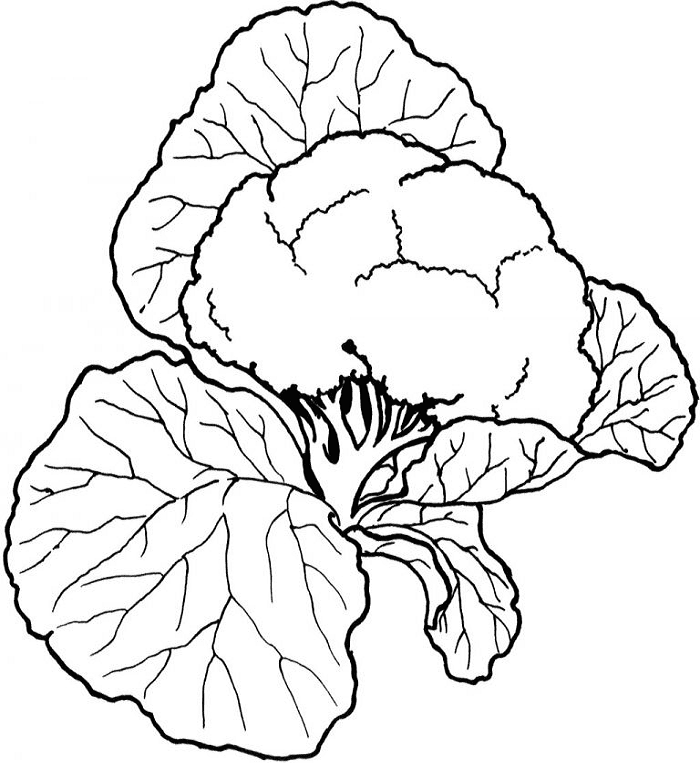 Cauliflower Vegetable