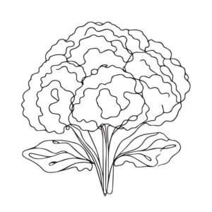 Cauliflower color crayon