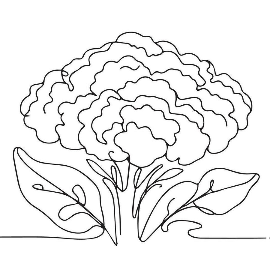 Cauliflower drawing easy for kids