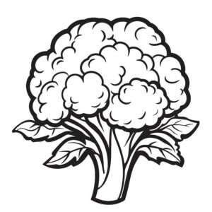 Cauliflower images drawing with colour