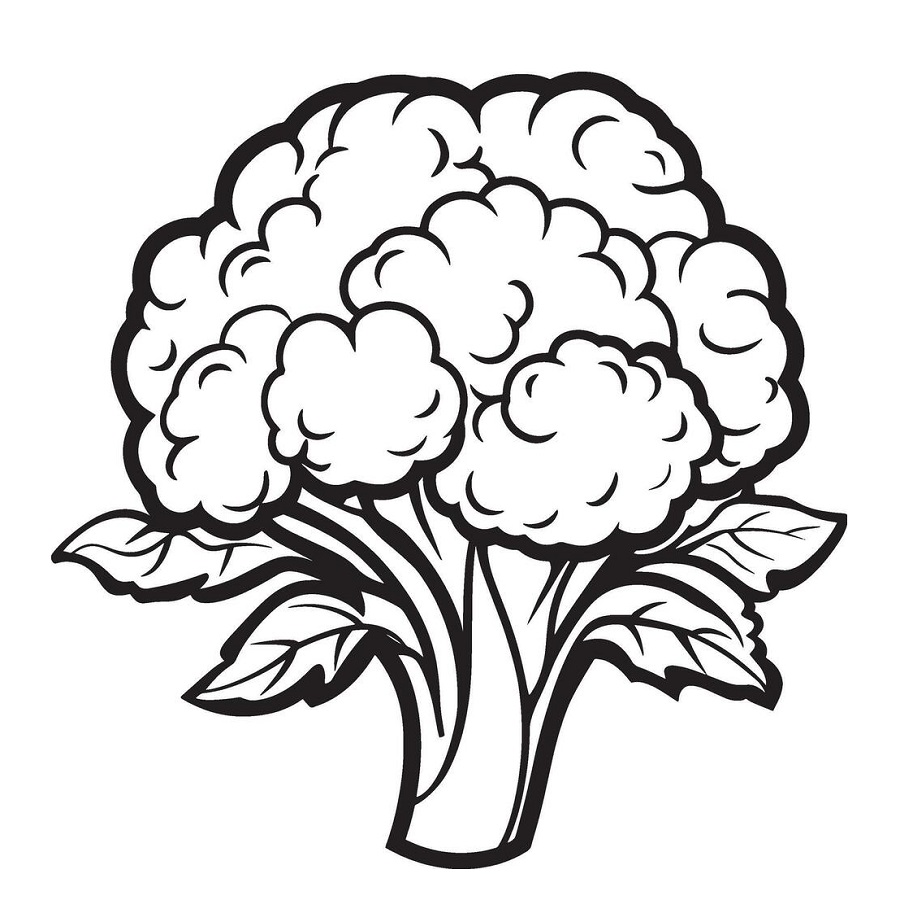Cauliflower images drawing with colour
