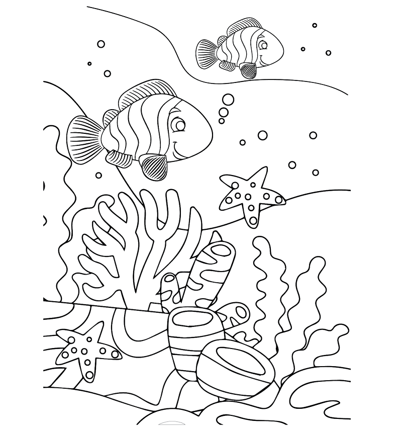 Clownfish Animals