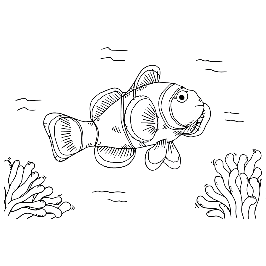 Free Clownfish